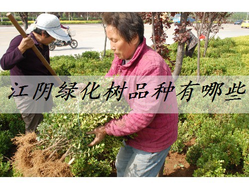 江陰綠化樹品種有哪些