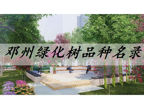 鄧州綠化樹品種名錄