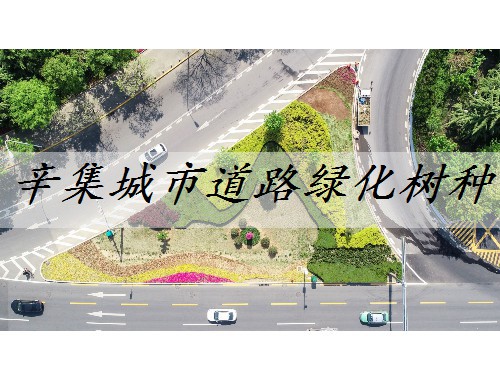 辛集城市道路綠化樹種