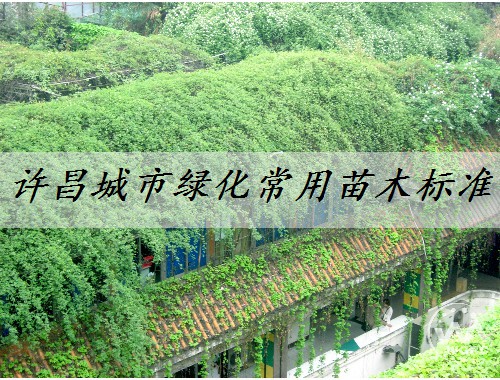 許昌城市綠化常用苗木標準