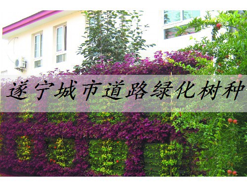 遂寧城市道路綠化樹(shù)種