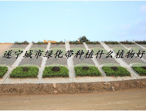 遂寧城市綠化帶種植什么植物好