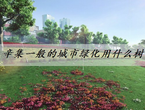 辛集一般的城市綠化用什么樹(shù)