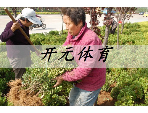 蕪湖綠化工程大量供應