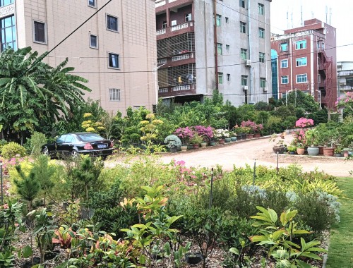 洪江城市綠化灌木品種