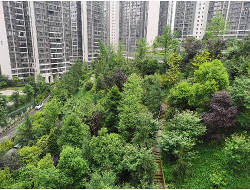 洪湖綠化樹品種名錄