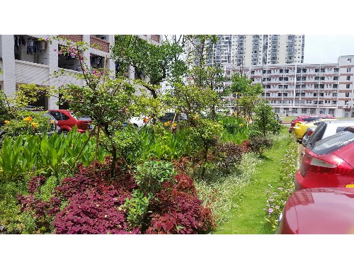 滄州市政綠化常用樹