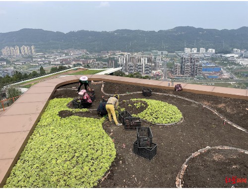 汝州市政綠化常用苗木