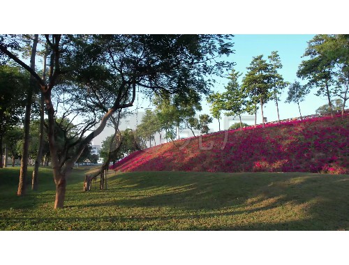 昆山綠化苗木市場行情