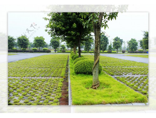 丹陽綠化有限公司袁美華