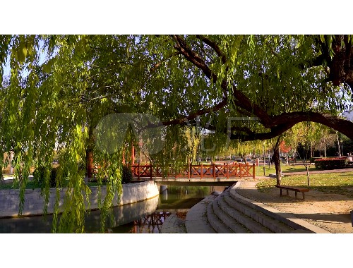 豐南城市綠化帶一般用什么樹